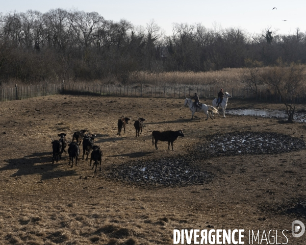 Paysages de Camargue