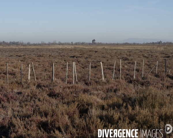 Paysages de Camargue