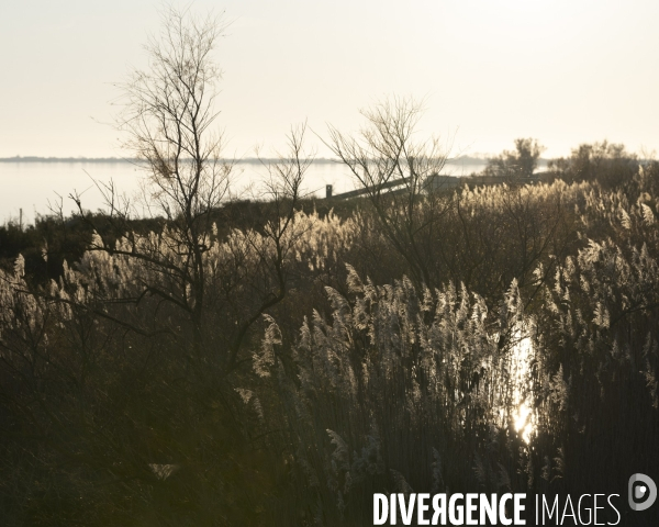 Paysages de Camargue