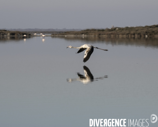 Paysages de Camargue