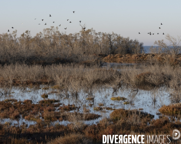 Rechauffement climatique en Camargue
