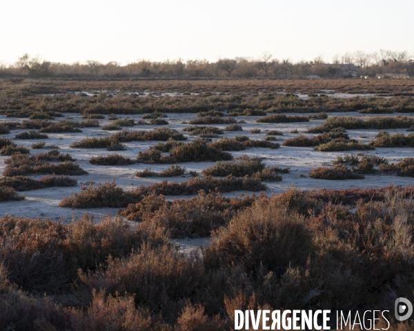 Rechauffement climatique en Camargue