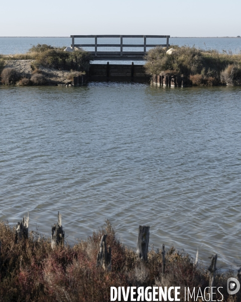 Rechauffement climatique en Camargue