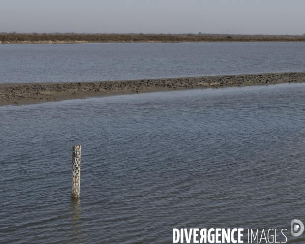 Rechauffement climatique en Camargue