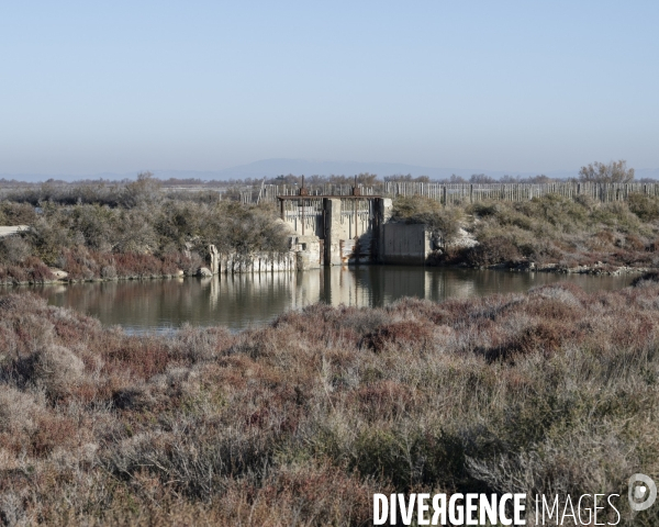 Rechauffement climatique en Camargue