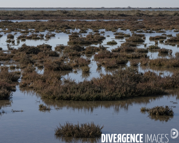 Rechauffement climatique en Camargue