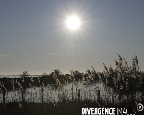 Rechauffement climatique en Camargue