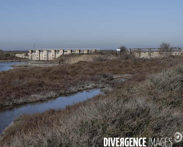 Rechauffement climatique en Camargue