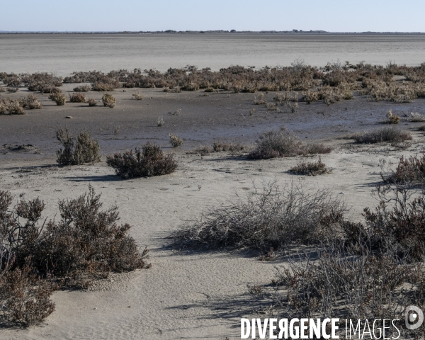 Rechauffement climatique en Camargue
