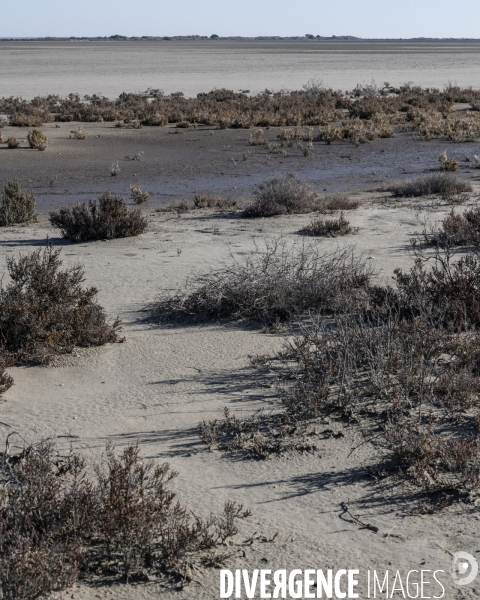 Rechauffement climatique en Camargue