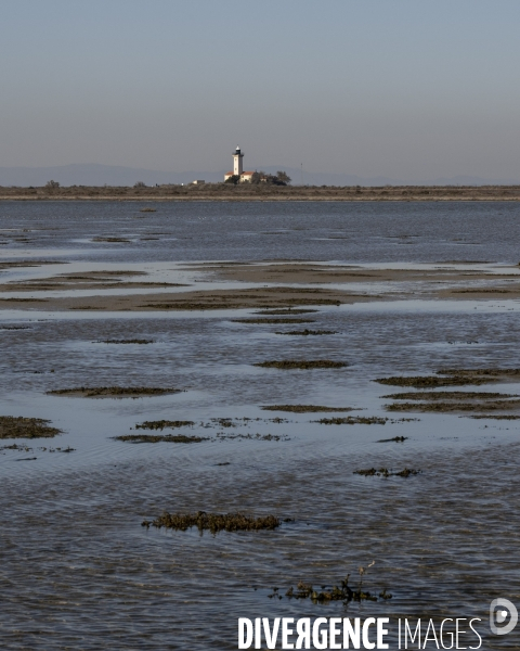 Rechauffement climatique en Camargue