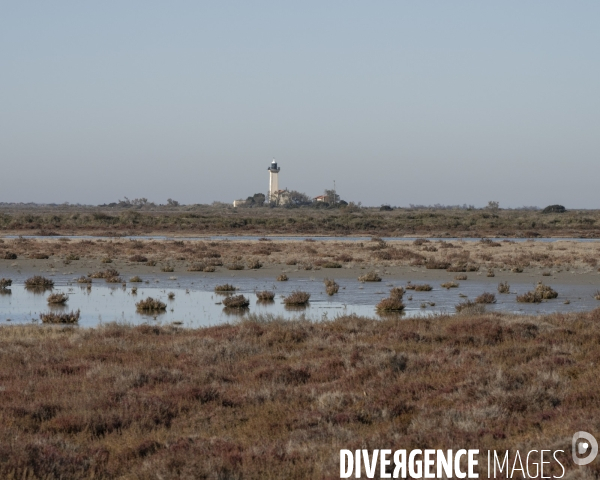 Rechauffement climatique en Camargue