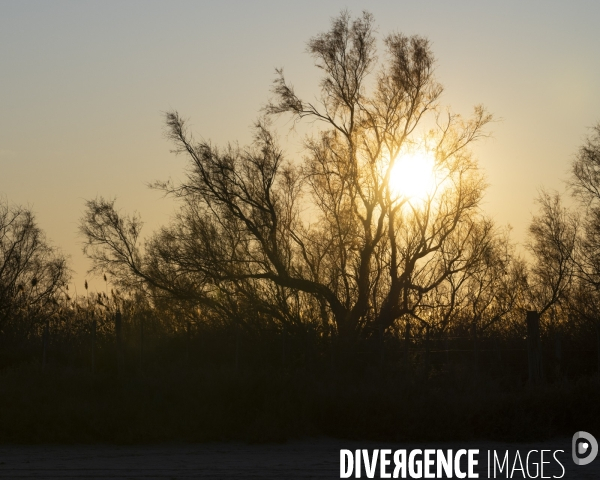 Rechauffement climatique en Camargue