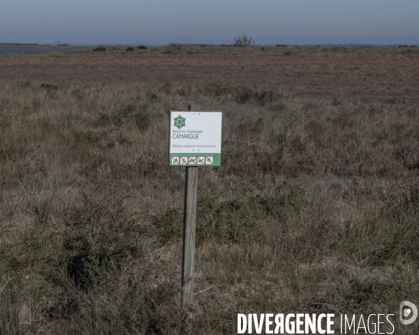 Rechauffement climatique en Camargue