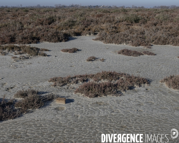 Rechauffement climatique en Camargue