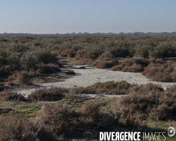 Rechauffement climatique en Camargue