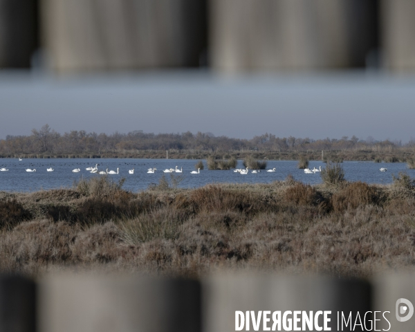 Rechauffement climatique en Camargue