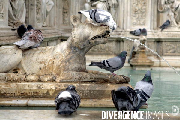 Fontaine Fonte Gaia  SIenne en Italie