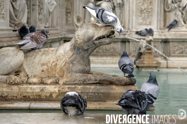 Fontaine Fonte Gaia  SIenne en Italie