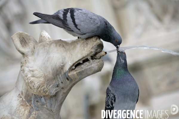 Fontaine Fonte Gaia  SIenne en Italie