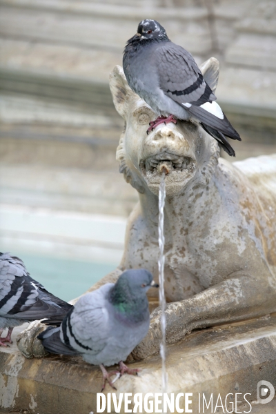 Fontaine Fonte Gaia  SIenne en Italie