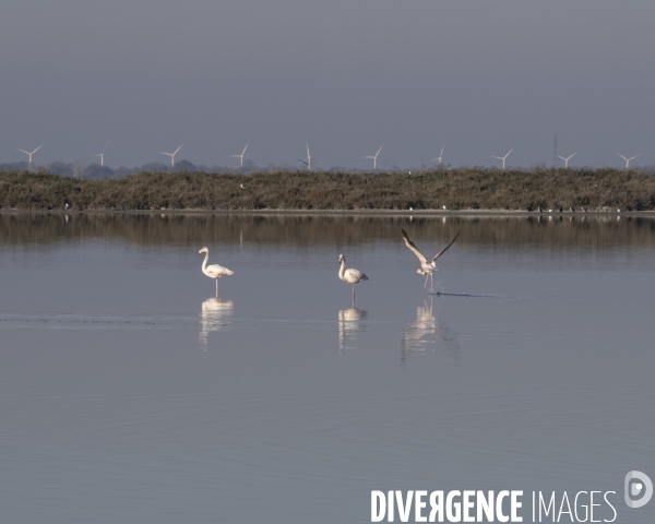Rechauffement climatique en Camargue