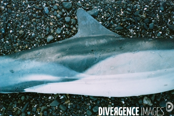 Un dauphin échoué à Martin Plage, dans la baie de Saint-Brieuc