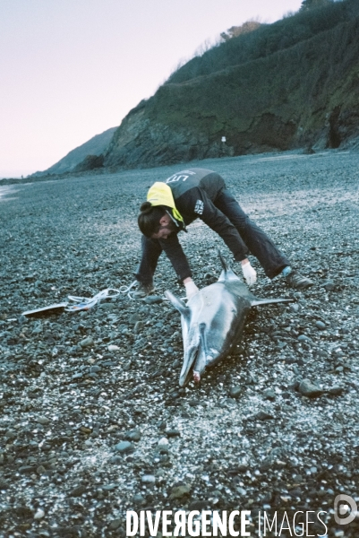 Un dauphin échoué à Martin Plage, dans la baie de Saint-Brieuc