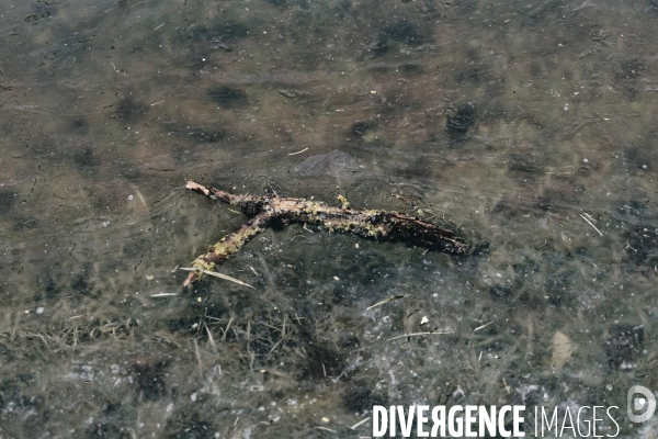 Réserve naturelle nationale de la Bassée
