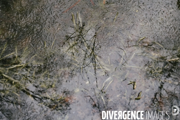 Réserve naturelle nationale de la Bassée