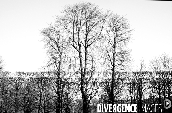 Aux Tuileries, l hiver