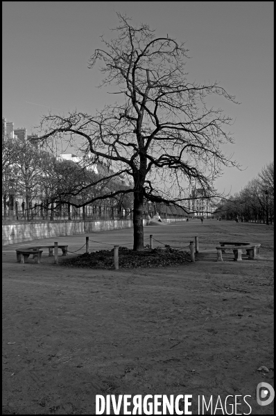 Aux Tuileries, l hiver