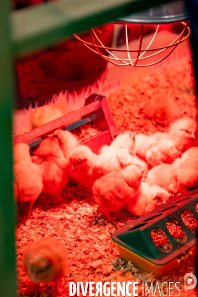 Salon de l agriculture