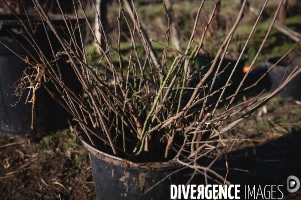 Plantation de haies par le collectif citoyen  Aux Arbres Exetera  à Vernou (37) chez Basile Rochette, éleveur bovin en bio.