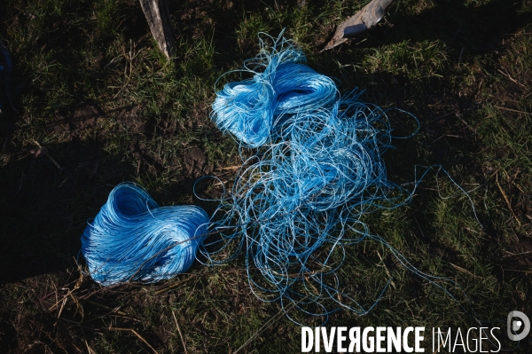 Plantation de haies par le collectif citoyen  Aux Arbres Exetera  à Vernou (37) chez Basile Rochette, éleveur bovin en bio.