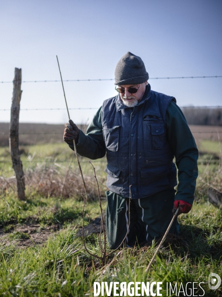 Plantation de haies par le collectif citoyen  Aux Arbres Exetera  à Vernou (37) chez Basile Rochette, éleveur bovin en bio.
