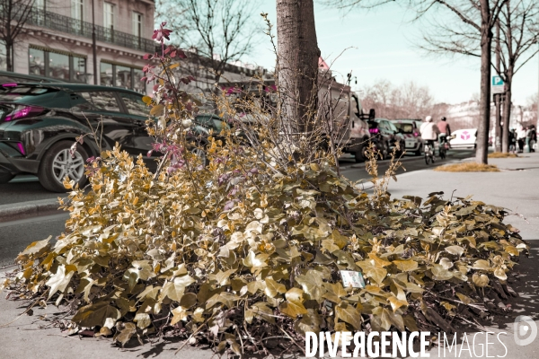Au pied de mon arbre