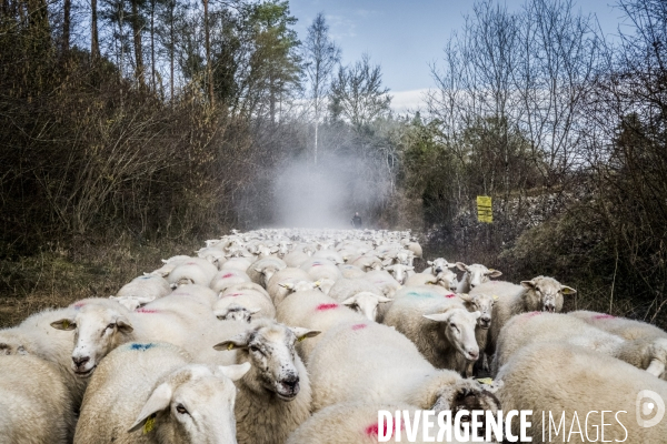Transhumance des brebis