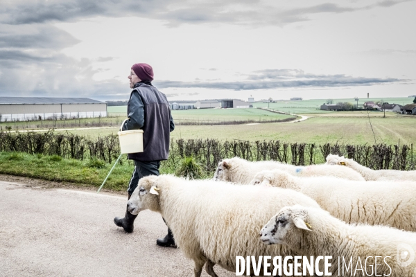 Transhumance des brebis