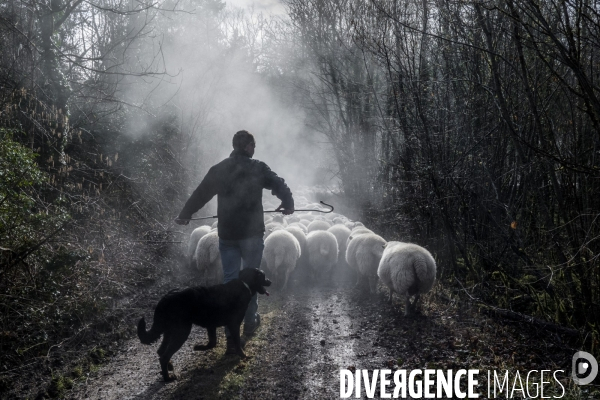 Transhumance des brebis