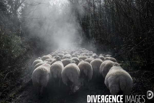 Transhumance des brebis
