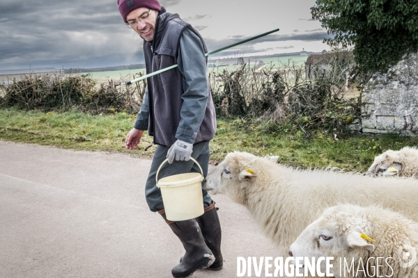 Transhumance des brebis