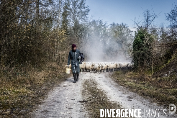 Transhumance des brebis