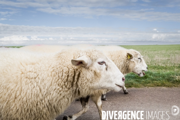 Transhumance des brebis