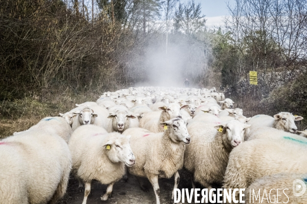 Transhumance des brebis