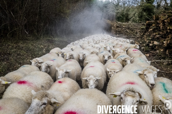 Transhumance des brebis