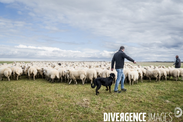 Transhumance des brebis