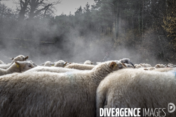 Transhumance des brebis