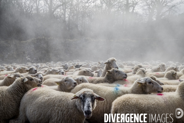 Transhumance des brebis