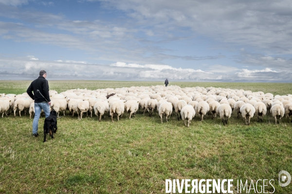 Transhumance des brebis